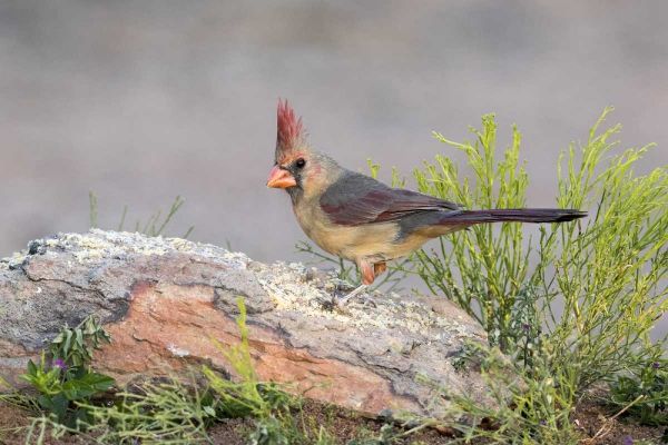 Arizona, Amado Female cardinal perched on rock